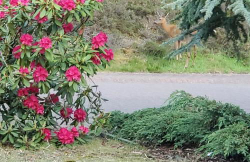 Aviemore Bungalow, Dalfaber - Foto 4