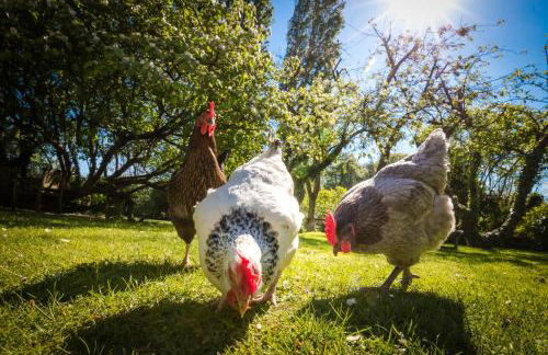 Le Clos du Verger - Foto 13