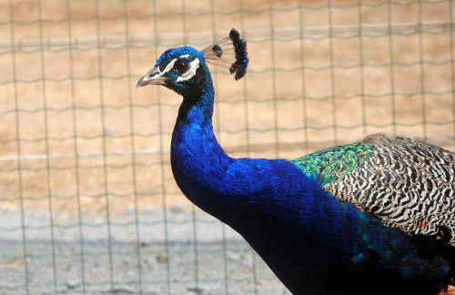 Monte Calmaria by Estilo Lusitano, with private pool and Jacuzzi - Foto 27