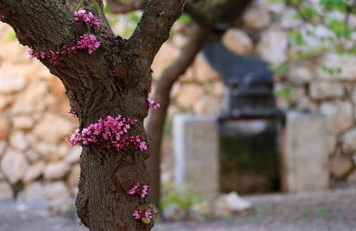 Cortijo el Chorreadero en Parque Natural Sierra de Cazorla - Foto 13
