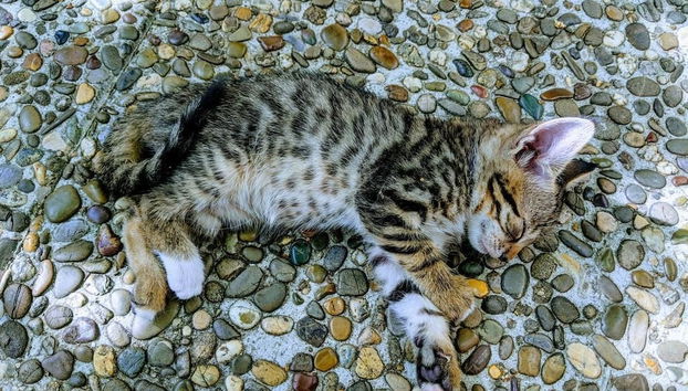 Agriturismo Colletta - Foto 4, Acepta mascotas