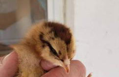 Little Ridge Ranch-East House Quiet Country Getaway-Pet Friendly! - Foto 31