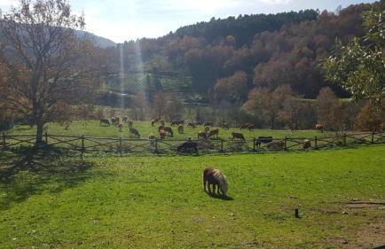 Quinta da Alqueidosa - Casa de Campo - Foto 31