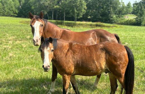 Horse Hideaway Fenced in back yard Dogs Welcome - Foto 15