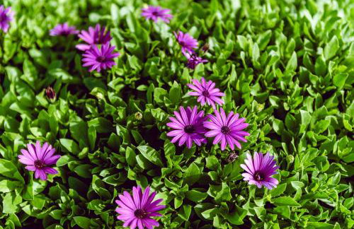 Limanaki Studios - Foto 8