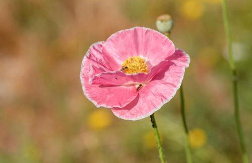 Casa Ponte da Vessada - Foto 8