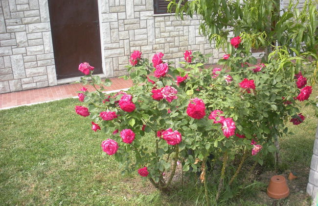 Agriturismo Le Rose - Foto 57