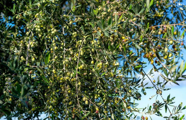 Olive Garden Villas - Foto 73