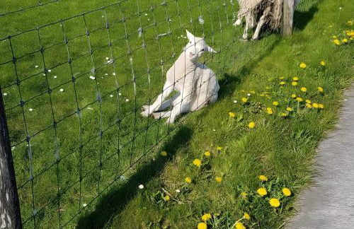 Ferienwohnungen Warnken - Foto 55