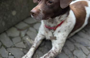 Refúgio das Camélias - Foto 25