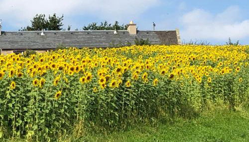 Garden Bank Cottage - Foto 5, Garden