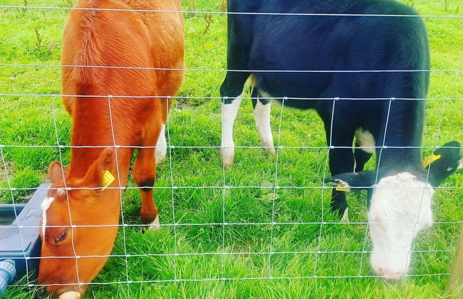 Secluded Converted Horsebox Retreat in Welcombe - Photo 21