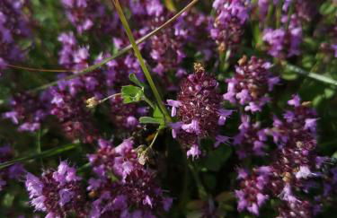 Ferienwohnung Lampertstal in Alendorf, Toskana der Eifel - Foto 43