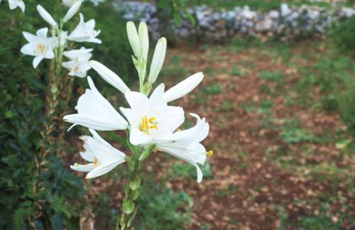 Holiday Home Loznati - Foto 40