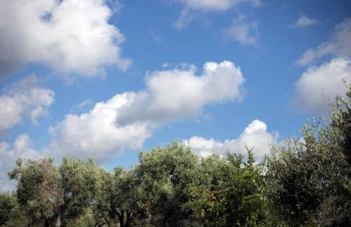 Gallo Fino - Foto 42