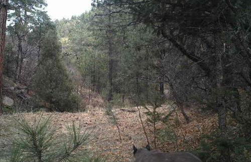 Old Raton Pass Base Camp Cabin with Loft Northern New Mexico Mountain Ranch on Colorado Border cabin - Foto 23