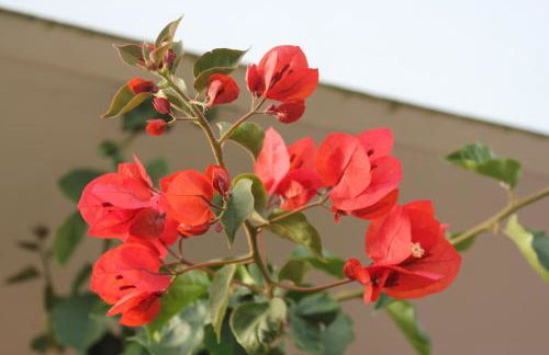 Casa Lagoa Verde - Foto 36