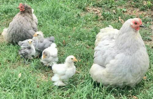 Appartamento in cascina -la cascinetta di Ali- - Foto 29