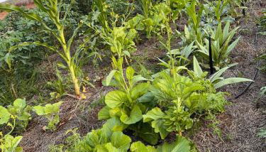 Casinha em Membeca - Foto 4