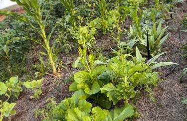 Casinha em Membeca - Foto 4