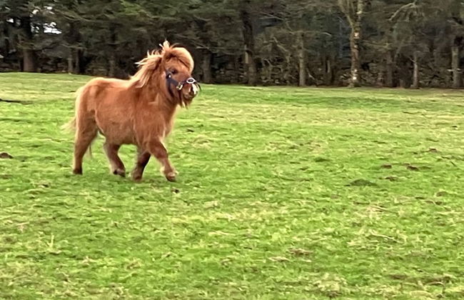 The Snuggly Sheep Shepherd Hut Campview Farm Stay - Foto 8