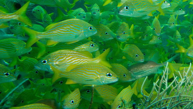 Tour in San Andres - Photo 4