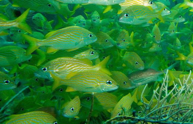 Tour in San Andres - Photo 4