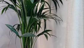 Anais Milos Suites - Foto 4