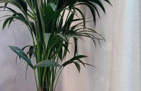 Anais Milos Suites - Foto 4