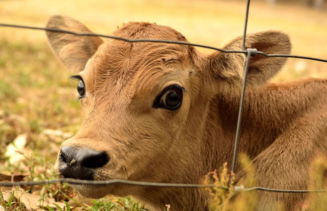 Diamond Forest Farm Stay - Foto 26