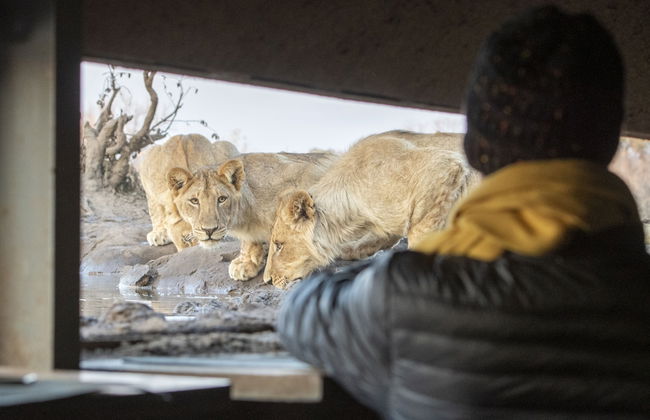Euphorbia Mashatu - Foto 23
