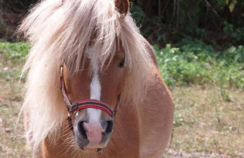 Ferienwohnung Zinne-Wigger - Foto 21