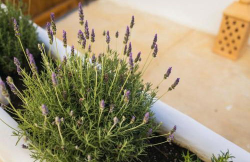 Vacança beach - Photo 15