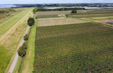 Ferienhaus-Elbdeichblick-Haselau - Foto 16