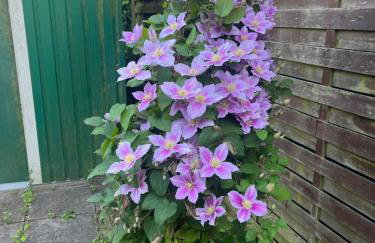 Eiderperle - Foto 19