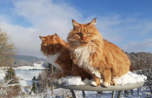 ruhiges Wohnen am Lama und Maine Coon Hof in Alleinlage in Biederbach 3 Zimmer mit Kochgelegenheit Bad - Foto 46