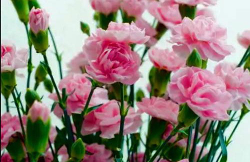 Goździkowy Apartament - Foto 1