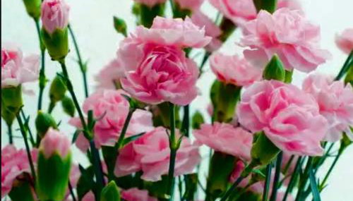 Goździkowy Apartament - Foto 1