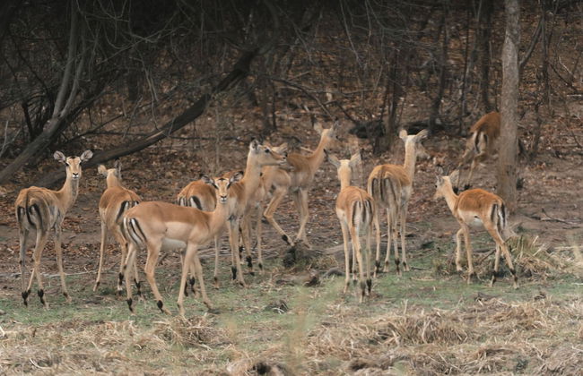Buccara Waterberg - Molapo - Photo 76