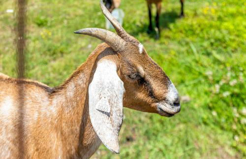 Quail Run Farm Pool Home - Foto 33