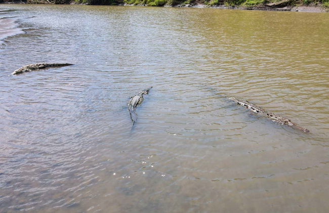 Safari de crocodiles dans la jungle tropicale - Photo 3