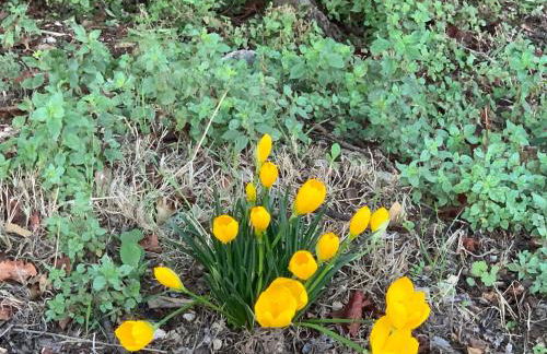 Il Nido del Falco nelle Antiche Mura - Foto 17