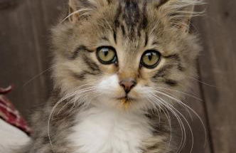 Baumanns Ferienhof Am See - Foto 26