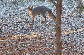 Lakeview Dome - Foto 20