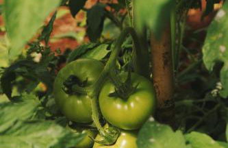 Secolario Masseria Del Viverbene - Foto 67