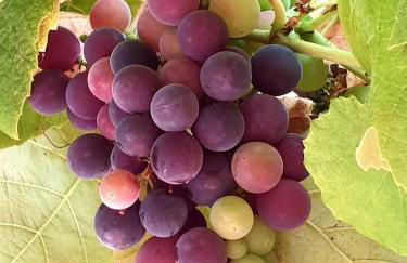 Sondela Self Catering - Foto 29