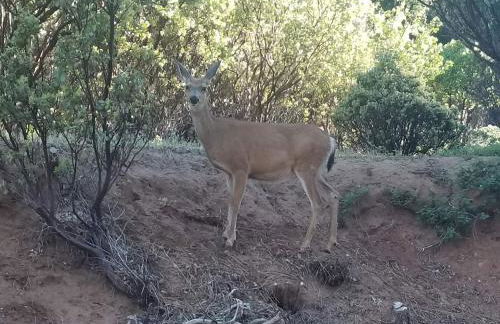 Cozy Mountain Cabin Yosemite Dodge Ridge Ski - Foto 53