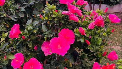 Can Mossènyer - Foto 4, Garden