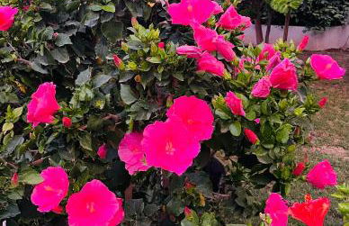 Can Mossènyer - Foto 4