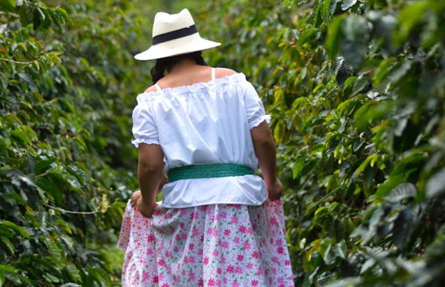 Visite autour du café dans la ferme Casa Vieja - Photo 7